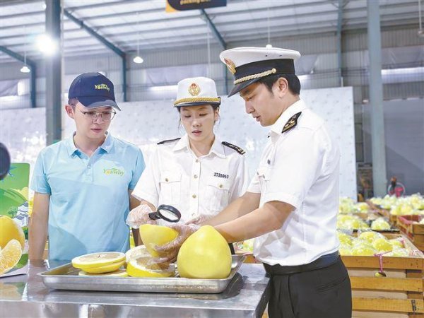 配资查询官网 全国首次 平和新鲜蜜柚出口新西兰